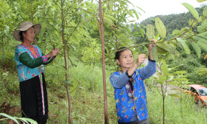 Kinh tế tập thể mở lối phát triển vùng đồng bào dân tộc thiểu số