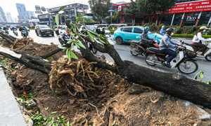 Hà Nội xén gần 2m vỉa hè, di dời cây xanh tại 'điểm đen' ùn tắc Lê Văn Lương