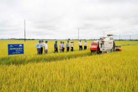 Khi hợp tác xã trở thành “xương sống” của nông thôn mới Quảng Trị