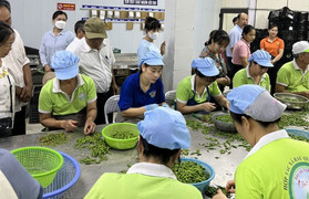 Hợp tác xã Rau quả sạch Chúc Sơn – hành trình bền bỉ từ những thửa ruộng VietGAP