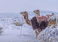 Lý giải trận tuyết kỳ dị phủ trắng sa mạc Ả-rập Xê Út