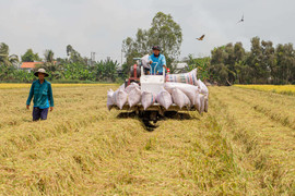 Liên kết chuỗi giá trị – đòn bẩy giúp HTX Tiến Thành nâng thu nhập cho nông dân