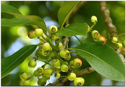 Những người không nên uống nước vối thường xuyên