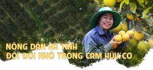 Nông dân Hà Tĩnh đổi đời nhờ trồng cam hữu cơ