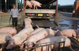 Lũ lụt, dịch bệnh bùng phát, cuối năm có thiếu thịt heo?