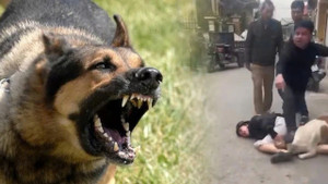 Thả chó làm 'vũ khí' tấn công người vô tội: Trách nhiệm pháp lý chủ vật nuôi?