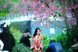 Mai anh đào nhuộm hồng Đà Lạt, mùa hẹn hò lại ghé phố sương