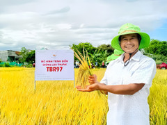 'Vàng mười' trên đất khó: Nông dân thở phào nhờ giống lúa TBR97