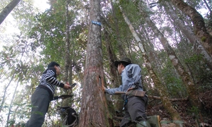 Kỳ lạ sinh vật Fansipan 'leo núi' tìm lạnh - cuộc di cư lặng lẽ trước sức nóng khắc nghiệt