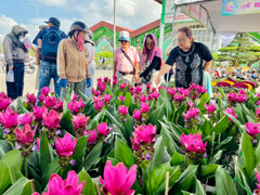 Giống hoa lạ khiến nhiều người tìm về Làng hoa Sa Đéc để mua bằng được