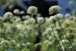 Ngắm vẻ mong manh của hoa cà rốt - 'hàng hiếm' giữa lòng Đà Lạt