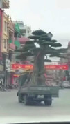 Tài xế xe tải chở cây cảnh để người ngồi trên cây bị phạt 39 triệu đồng