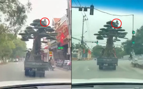 Tài xế xe tải chở cây cảnh cao ngất ngưởng bị phạt 39 triệu đồng