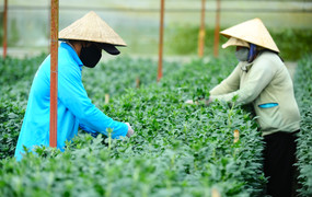 Đà Lạt vào mùa hoa Tết