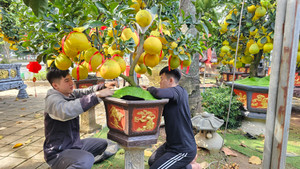 Bưởi Diễn 'đổ bộ' vào Nam sớm, giá tăng mạnh trước Tết