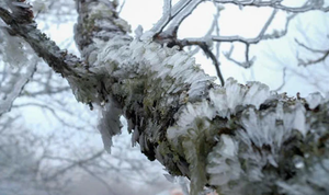 Tiết Đại hàn 2026 bắt đầu từ ngày nào?