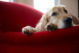 Khuyến cáo cho người nuôi chó: Đừng để chó 'khóc đến kiệt sức' vì ở nhà một mình