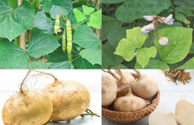 Ít ai biết, củ đậu rất ngon nhưng hạt củ đậu chứa chất độc cực nguy hiểm