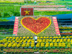 Thủ phủ hoa lớn nhất miền Tây bừng sắc, du khách tranh thủ 'check -in'