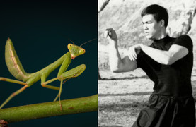 Lý Tiểu Long say mê môn võ bọ ngựa, dùng cách đặc biệt để xin học