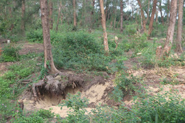 Bức tử rừng phi lao ven biển để mở rộng nghĩa địa: Xã ở Quảng Trị báo cáo gì?