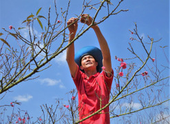 Ngắm đào Nhật Tân thế độc lạ khoe sắc trên cao nguyên Đắk Lắk