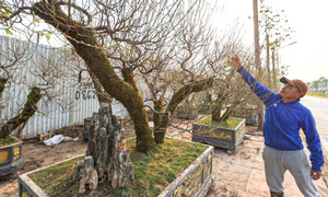 Người dân 'thủ phủ' trồng đào ở Hà Nội tất bật chuẩn bị cho Tết Nguyên đán