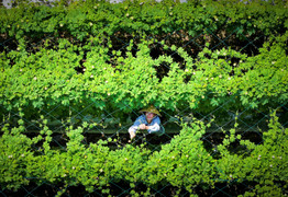 Mát mắt vựa rau sạch tươi ngon phục vụ Tết Nguyên đán tại Gia Lai