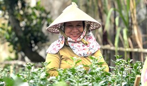 Thương lái nườm nượp chốt cọc, nông dân thủ phủ hoa cúc khấp khởi vụ Tết bội thu