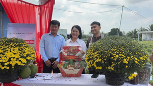 Nữ bí thư xã cùng TikToker livestream bán cúc mâm xôi nở sớm cho nhà vườn