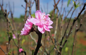 Lập xuân 2026 là ngày nào Âm lịch?