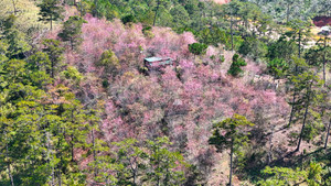 Ngẩn ngơ ngắm mai anh đào bung nở, nhuộm hồng sườn đồi ngoại thành Đà Lạt