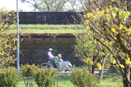 Du khách thích thú ngắm vườn Hoàng mai tiền tỷ khoe sắc sớm trong Kinh thành Huế