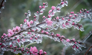 Tin không khí lạnh mới nhất: Miền Bắc tái diễn rét đậm rét hại, nguy cơ băng giá