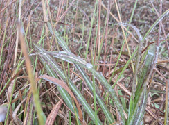 Nhiệt độ xuống 0,3°C, băng giá xuất hiện trên đỉnh Mẫu Sơn