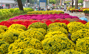 Điểm tên đường hoa, chợ hoa Tết Bính Ngọ 2026 tại TP.HCM
