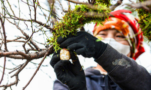 Chủ vườn ở Hà Nội đắp rêu giữ ẩm, chăm đào cổ thụ đón Tết Nguyên đán