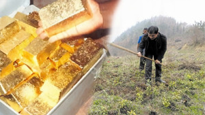 Đang nhổ cỏ, nông dân Trung Quốc phát hiện kho báu 75 tỷ đồng