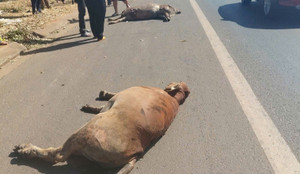 Xe tải gây tai nạn liên hoàn ở Đắk Lắk, một tài xế bị thương