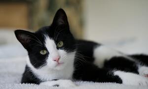 Kỳ tích chú mèo vượt 250km từ Tây Ban Nha tìm đường về Pháp sau 5 tháng mất tích