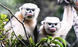 Hình ảnh loài voọc mũi hếch quý hiếm nhất thế giới tại Tuyên Quang