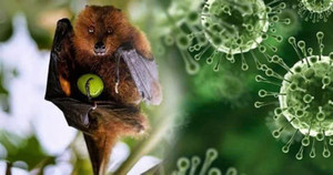 Bộ Y tế yêu cầu tăng cường giám sát, phòng chống dịch bệnh do virus Nipah