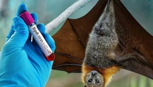 Trung Quốc phát hiện loại thuốc COVID-19 có thể 'ức chế hiệu quả virus Nipah'