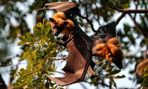 WHO ra khuyến cáo mới về virus Nipah 