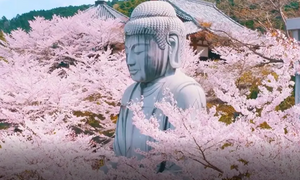 Vì sao chư tăng đứng ra làm lễ cầu an, dâng sao?