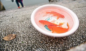 Thả cá chép Tết ông Công ông Táo: Để cá được sống, không phải để mình yên tâm