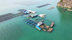 Đề xuất lập Cụm công nghiệp 1.000 ha nuôi trồng thủy sản tại Vân Đồn và Cô Tô