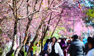 Mai anh đào gọi xuân về Đà Lạt, du khách dễ dàng săn ảnh ‘khiến tim thổn thức’