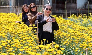 Cánh đồng hoa cúc bung sắc vàng bên sông Trà Bồng, du khách nườm nượp check in