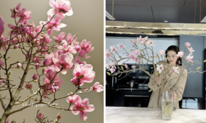 Vì sao hoa mộc lan thành trào lưu sốt xình xịch trên mạng dịp Tết Bính Ngọ?